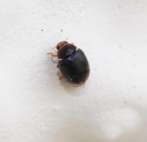 Réf. 228 256 : Scymnus sp.